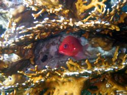 Red in Fire

i cought this red guy inside a fire coral by Badr Yaghmour 